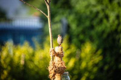 Close-up of bird perching on a plant