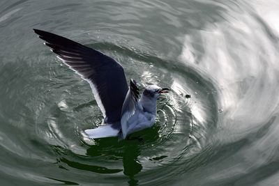 High angle view of duck swimming in water
