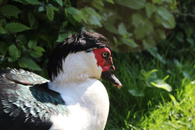 Close-up of duck