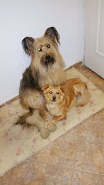 High angle portrait of dog