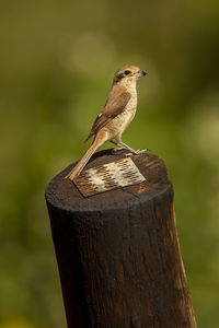 Close-up of bird perching on wooden post