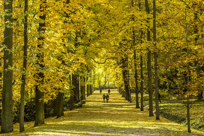 Trees in park during autumn