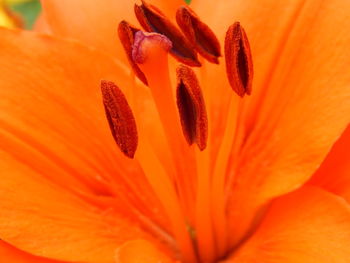 Extreme close-up of orange lily