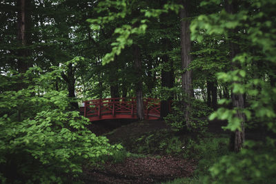 Trees in forest