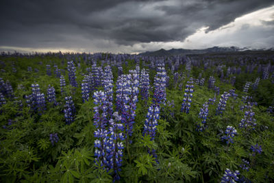 Purple flowers growing on field against sky