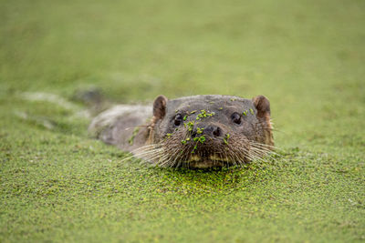 Otter swimming in green algae