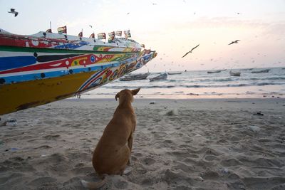 View of a bird on beach