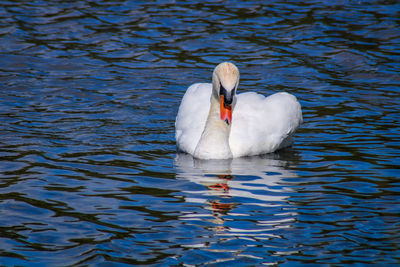 Swan swimming in lake