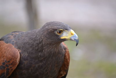 Close-up of eagle