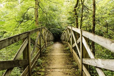 A bridge that leads into the darkness of the forest