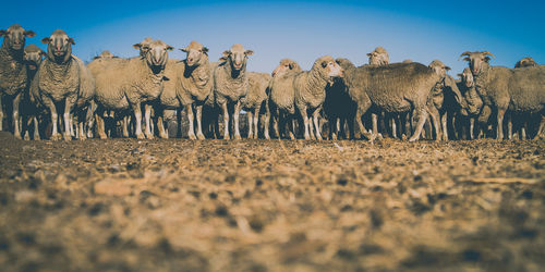 View of sheep on land