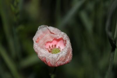 Close-up of flower