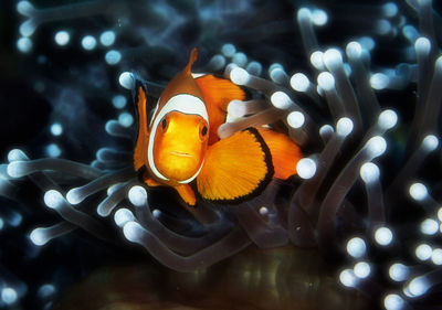 Close-up of fish swimming in sea