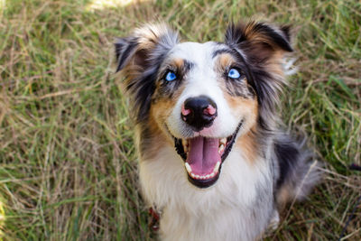 High angle portrait of dog on field