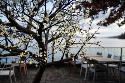 Flowering plant on table against sky