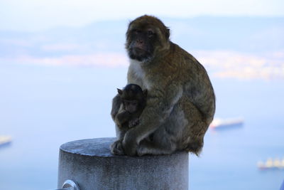 Close-up of monkey sitting against sea