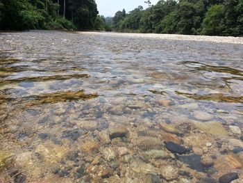 Scenic view of river amidst trees