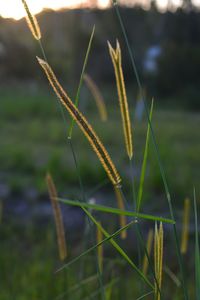 Close-up of grass growing on field