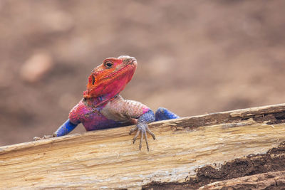 Close-up of lizard on wood