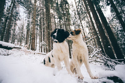 Dog on snow covered trees in forest