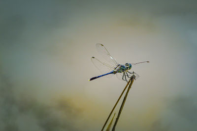 Close-up of dragonfly on plant against sky