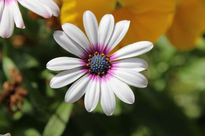 Close-up of white flower