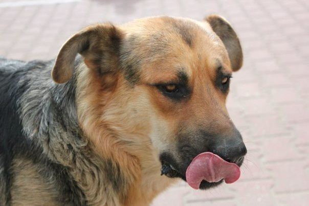 dog, pets, animal themes, one animal, domestic animals, mammal, animal head, close-up, focus on foreground, portrait, indoors, brown, looking away, relaxation, pet collar, animal body part, no people, snout, sitting