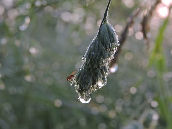 Close-up of insect on plant