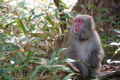 Close-up of monkey