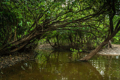 Scenic view of lake in forest