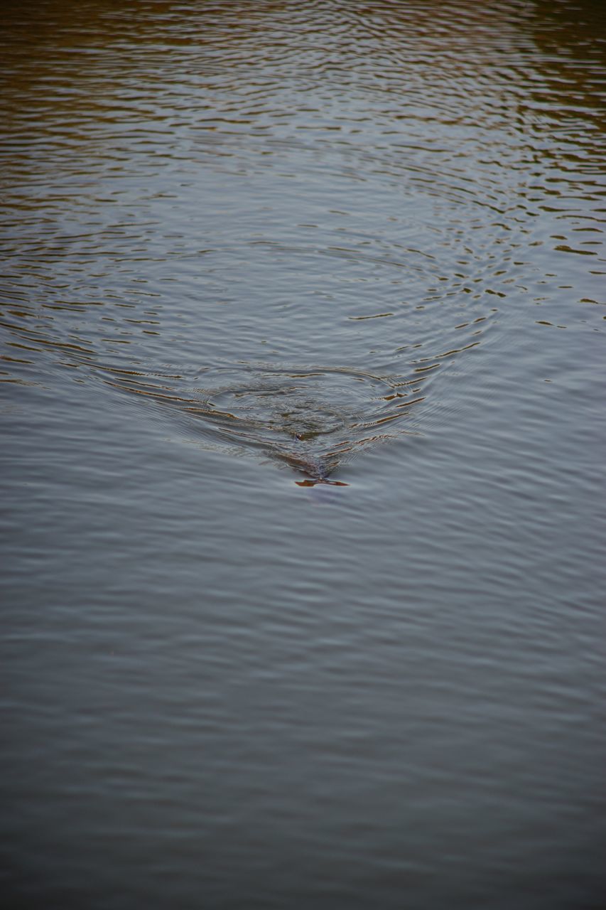 water, waterfront, rippled, lake, tranquility, reflection, nature, high angle view, beauty in nature, sea, tranquil scene, river, outdoors, no people, day, scenics, water surface, floating on water, idyllic, calm