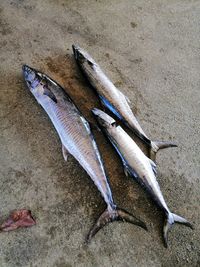 High angle view of fish on beach