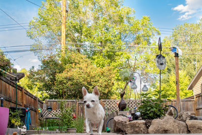 View of a cat against plants