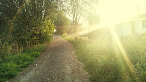 Sun shining through trees