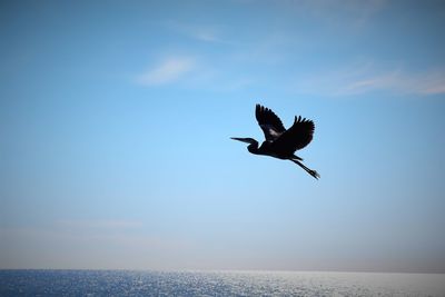 Low angle view of bird flying over sea against sky