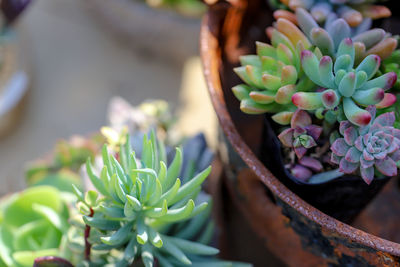 Close-up of succulent plant