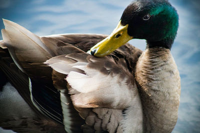 Close-up of a duck in lake