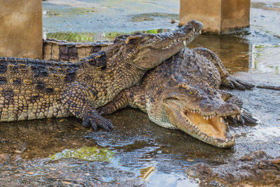 Close-up of crocodile in water