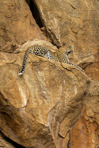 Leopard lies on steep rock looking ahead