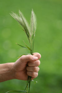 Cropped image person holding grass