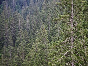 Pine trees in forest