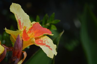 Close-up of day lily blooming outdoors