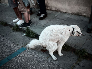 Low section of man with dogs on street