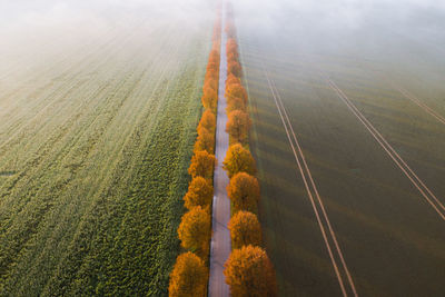 High angle view of agricultural field