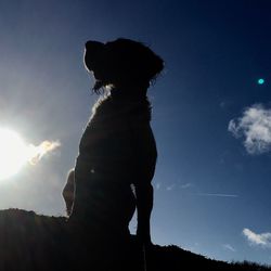 Low angle view of silhouette dog against sky