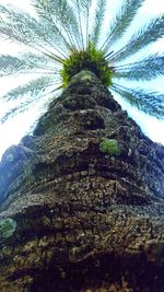 Low angle view of palm trees