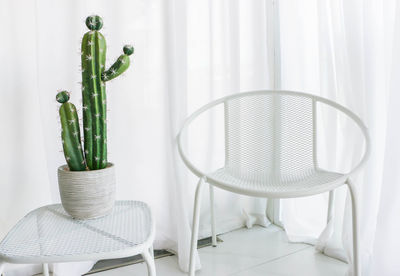 Green cactus and white clean curtain background