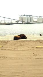 View of a dog on beach