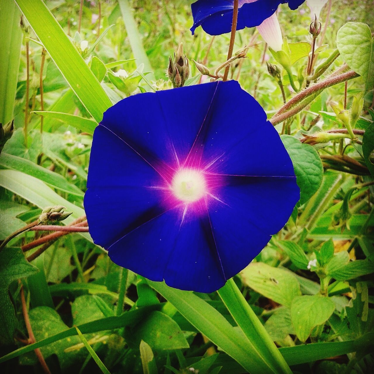 leaf, blue, green color, purple, growth, nature, fragility, close-up, plant, sunlight, beauty in nature, outdoors, day, freshness, no people, green, low angle view, flower, multi colored, focus on foreground