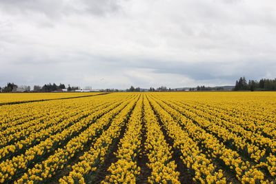 Scenic view of yellow flower field against sky
